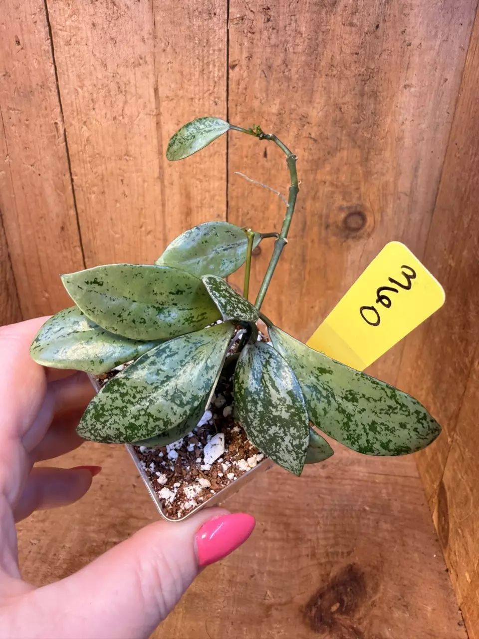 360 Hoya lacunosa ‘Lime Coin’ thumbnail