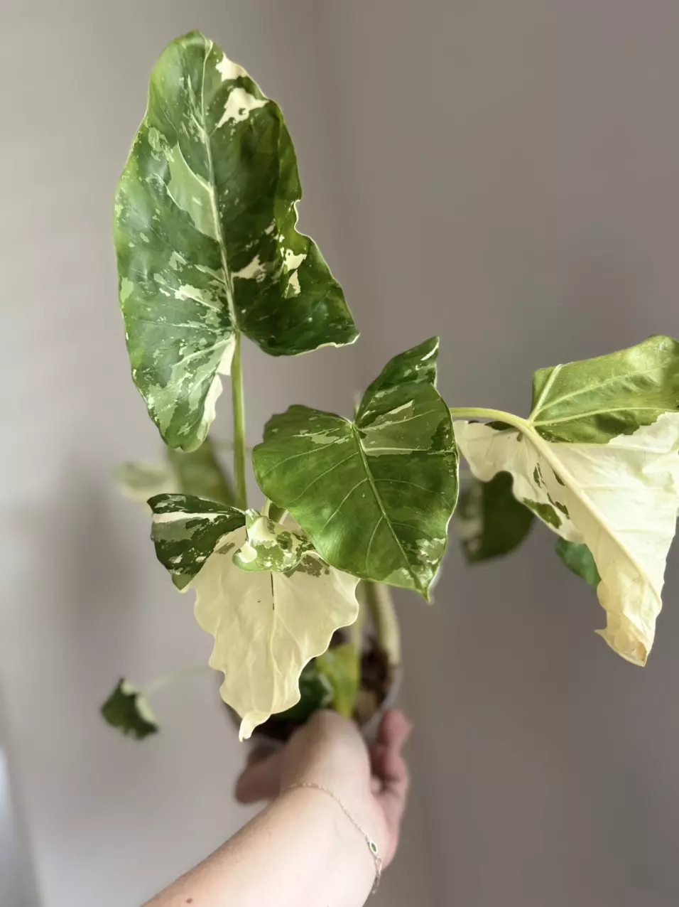 Alocasia Albo Macro Corm thumbnail