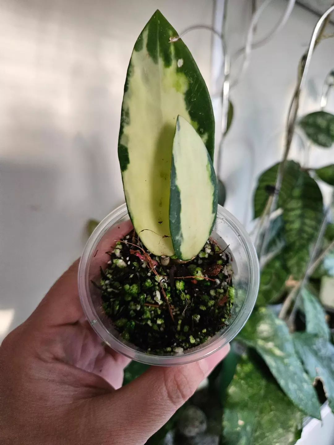 Hoya Acutta Inner Verigated #253 thumbnail