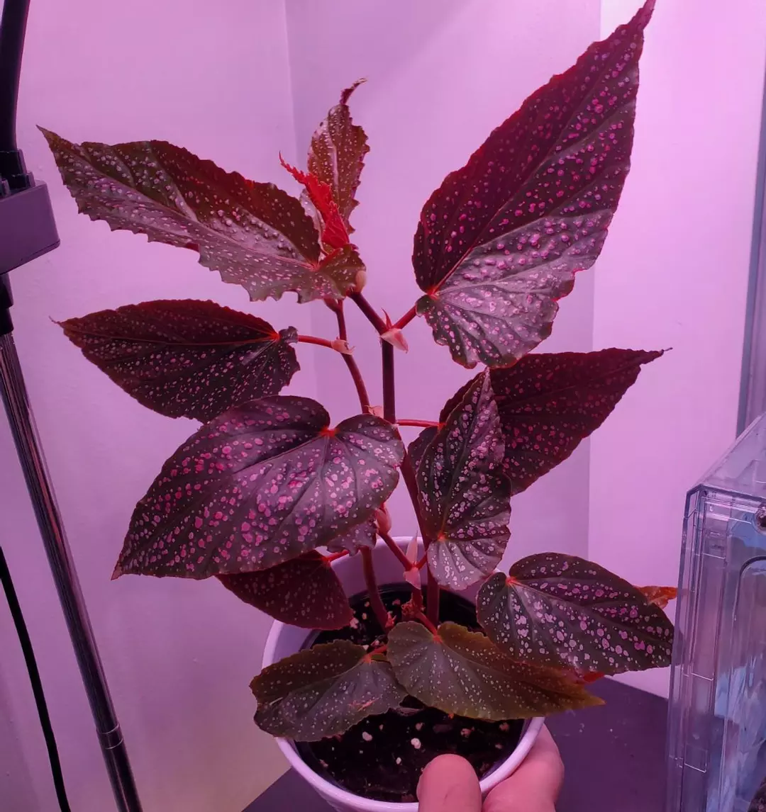 Begonia Maculata Pink Spot Houseplant 3.5" Pot thumbnail