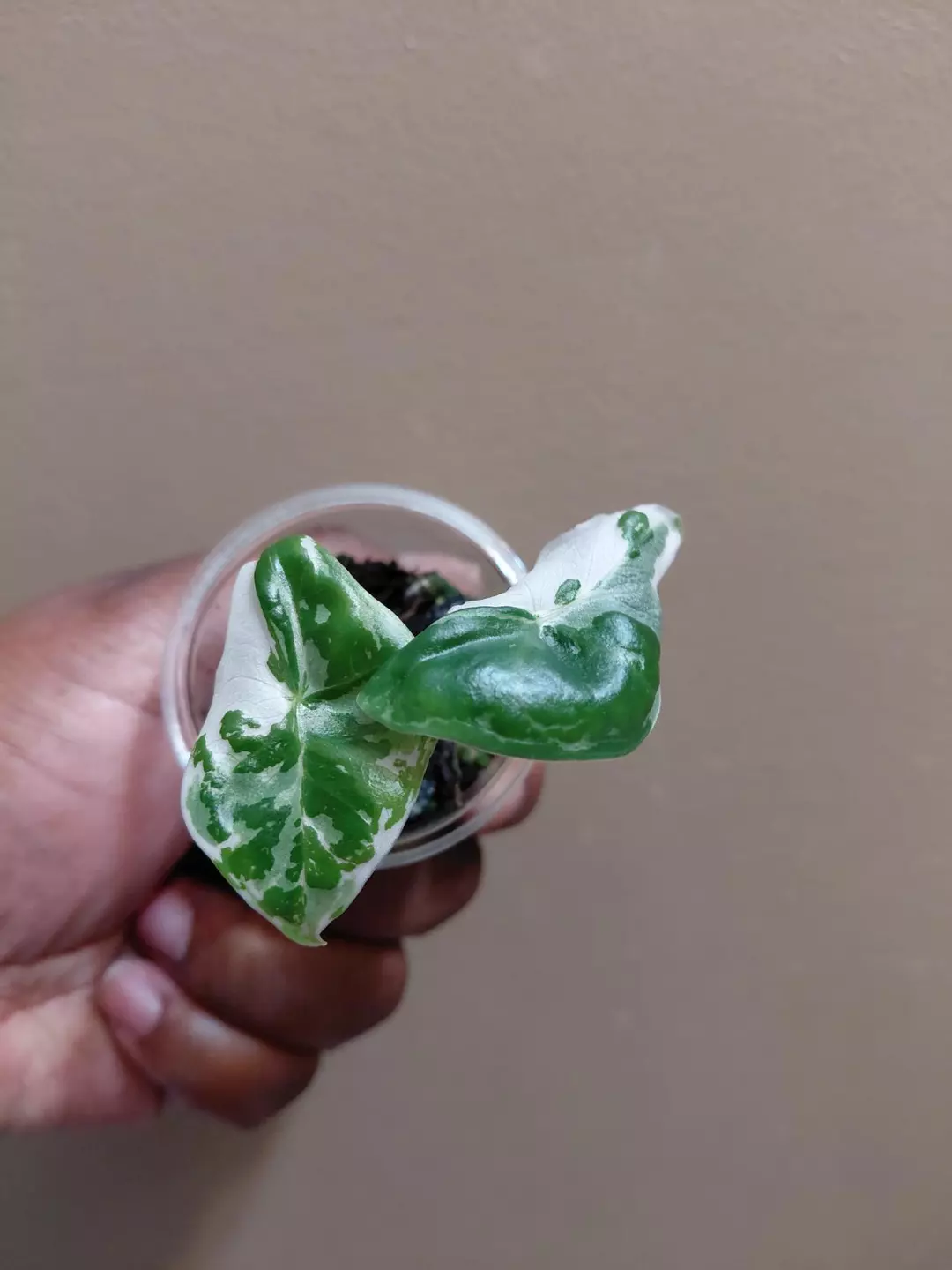 Alocasia Longiloba Pink Back Albo thumbnail
