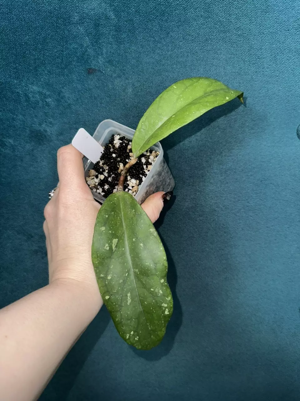 Hoya AH Parrot purchased from BRB thumbnail