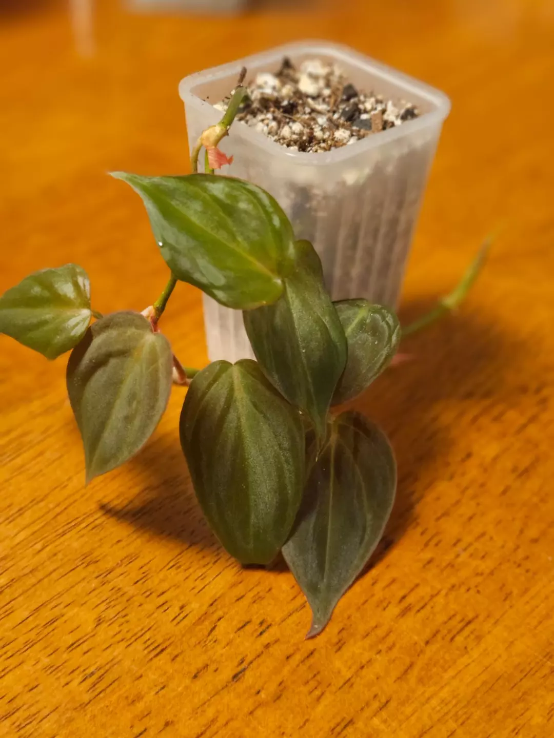 Philodendron micans thumbnail