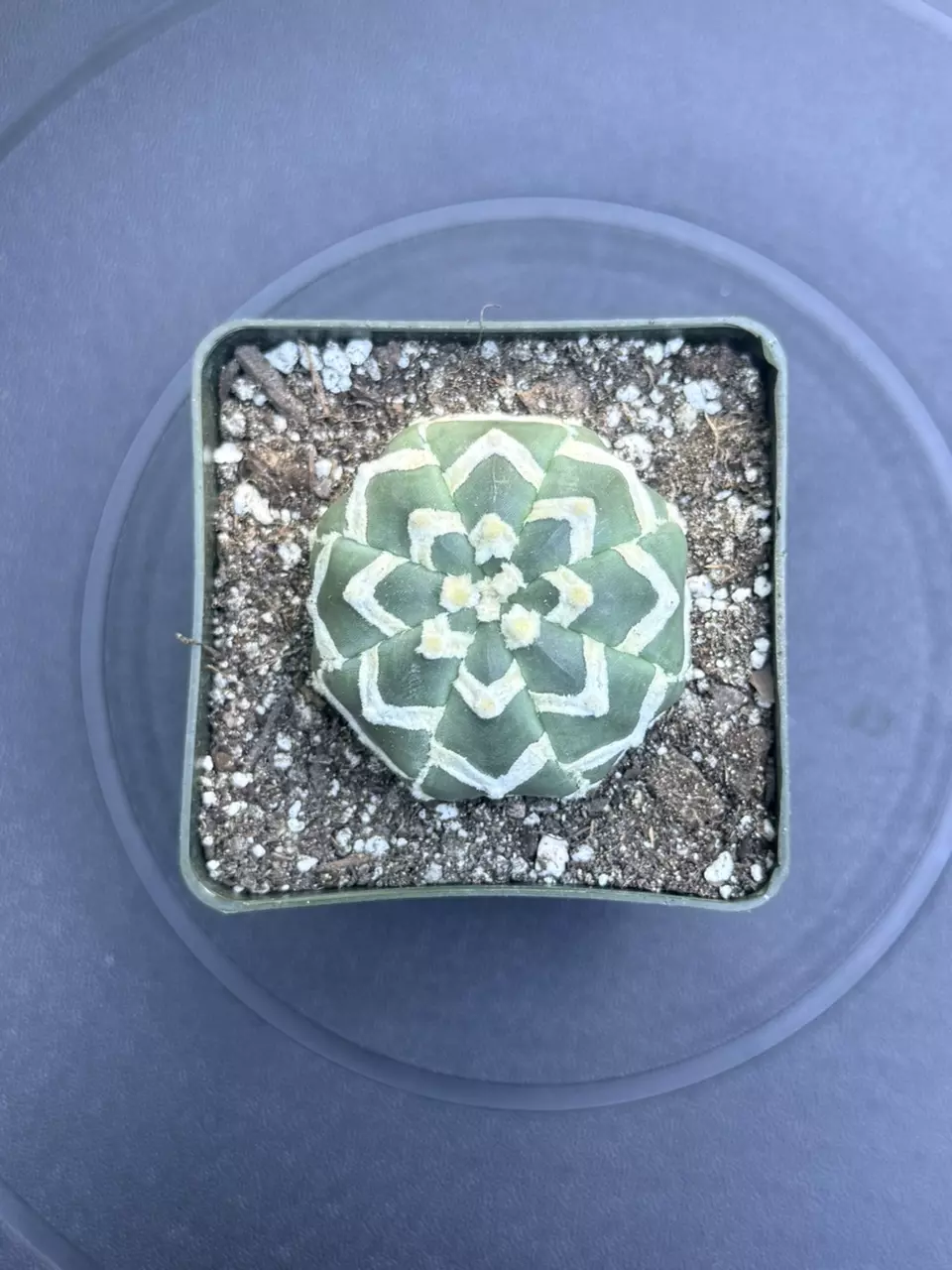 Perfect pattern Astro Asterias V-type thumbnail
