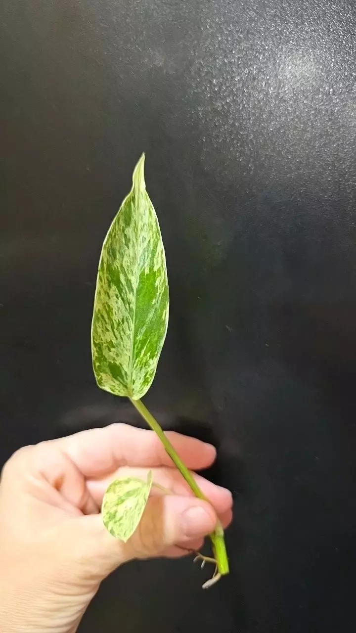 Teruno Fanfare Pothos *rooted* cutting thumbnail