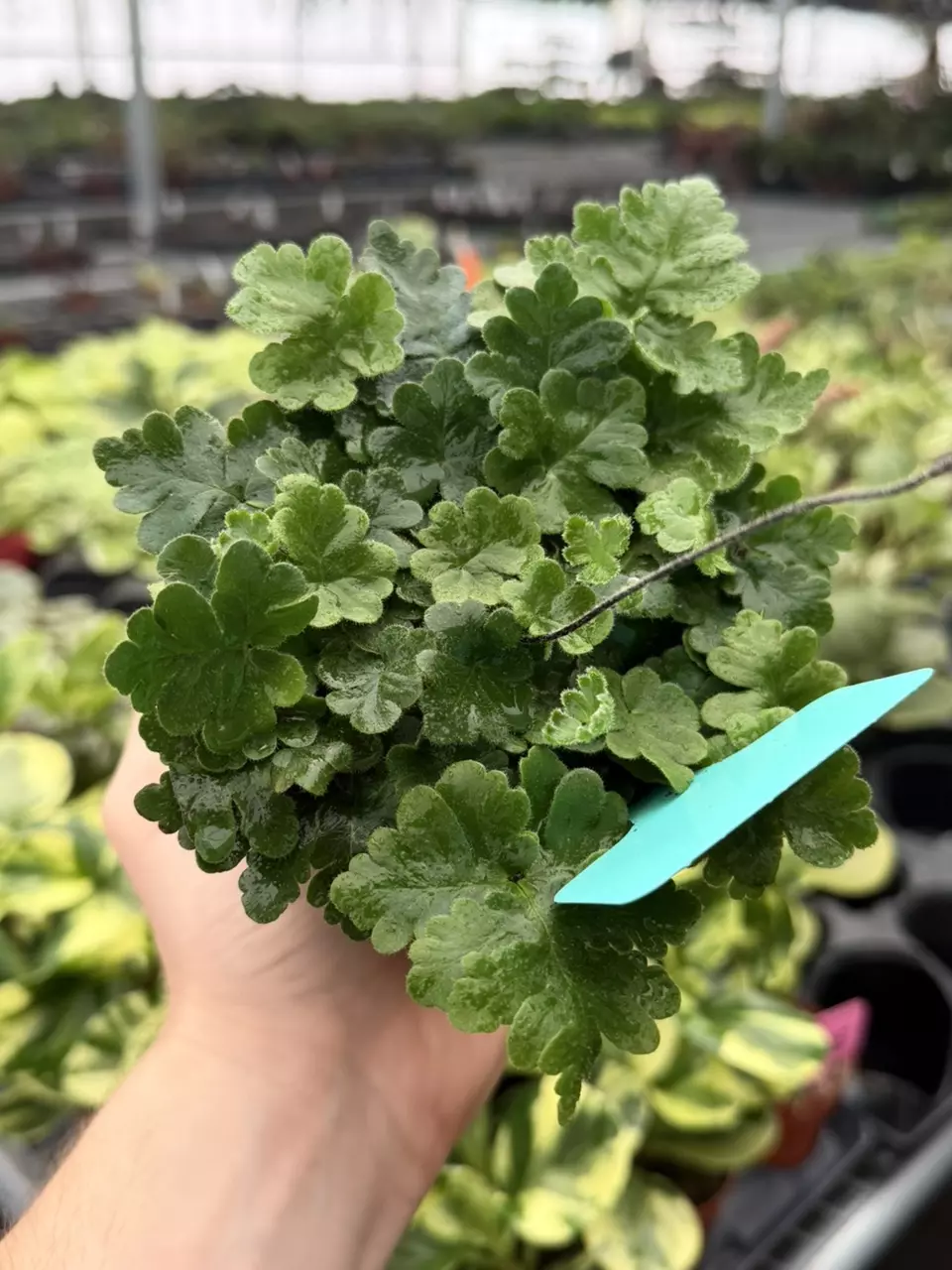 Antenna Fern 4” Pot Specific 8096DAP | F thumbnail