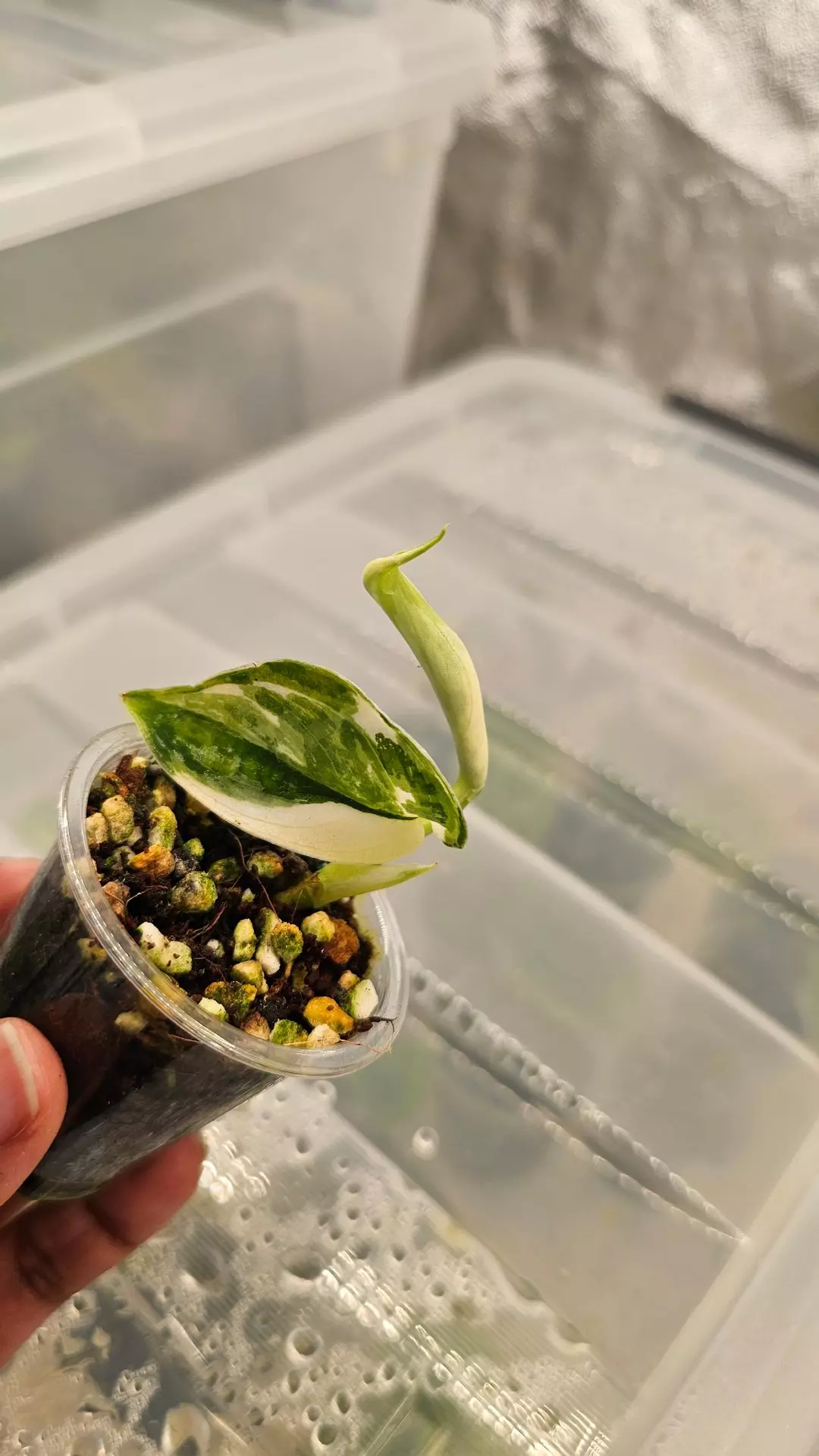 Scindapsus mayari thumbnail