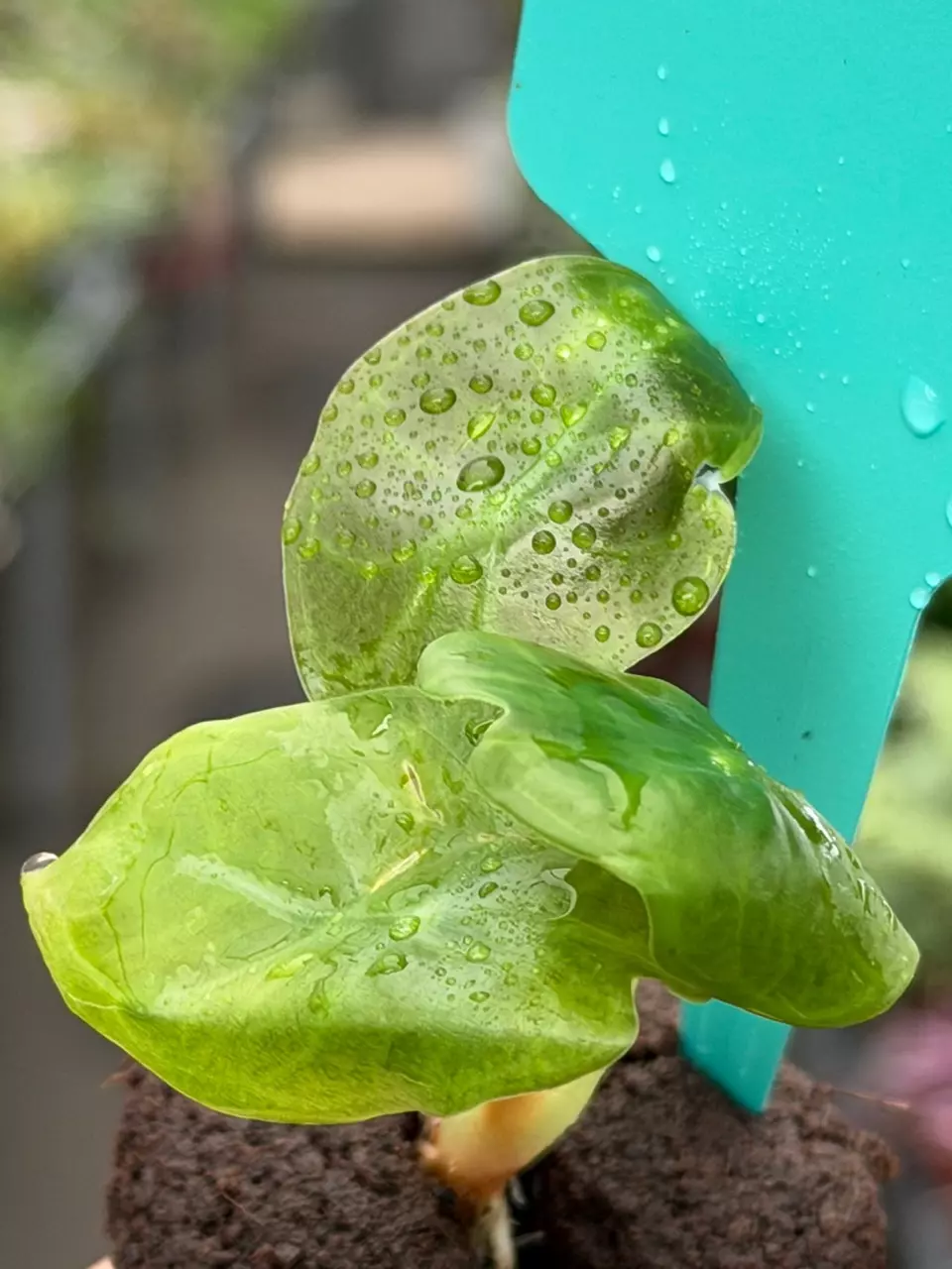 Alocasia Sedenii Specific Starter 8074DAP | F thumbnail