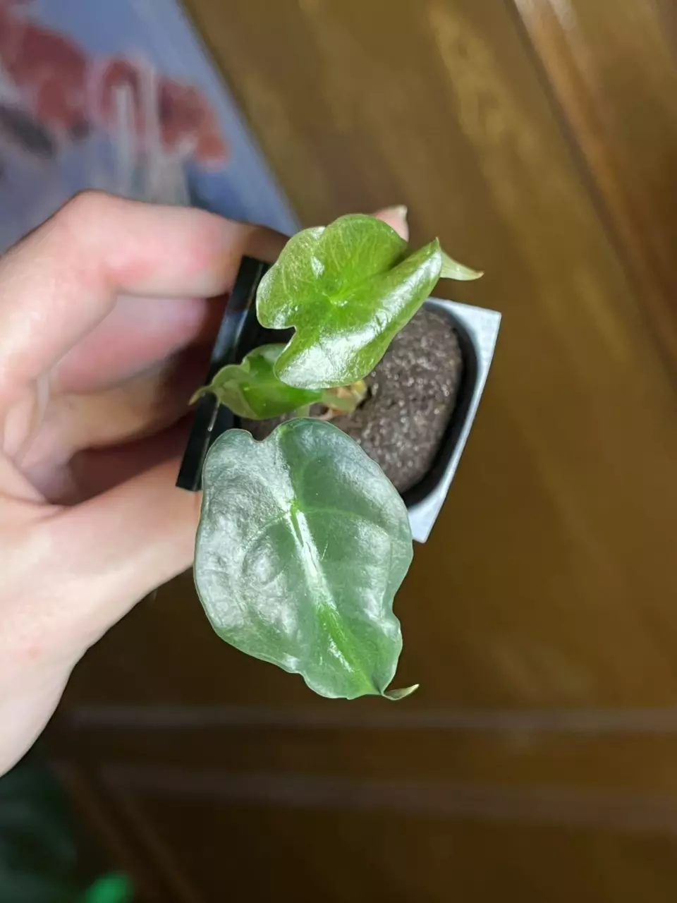 Alocasia Venom thumbnail