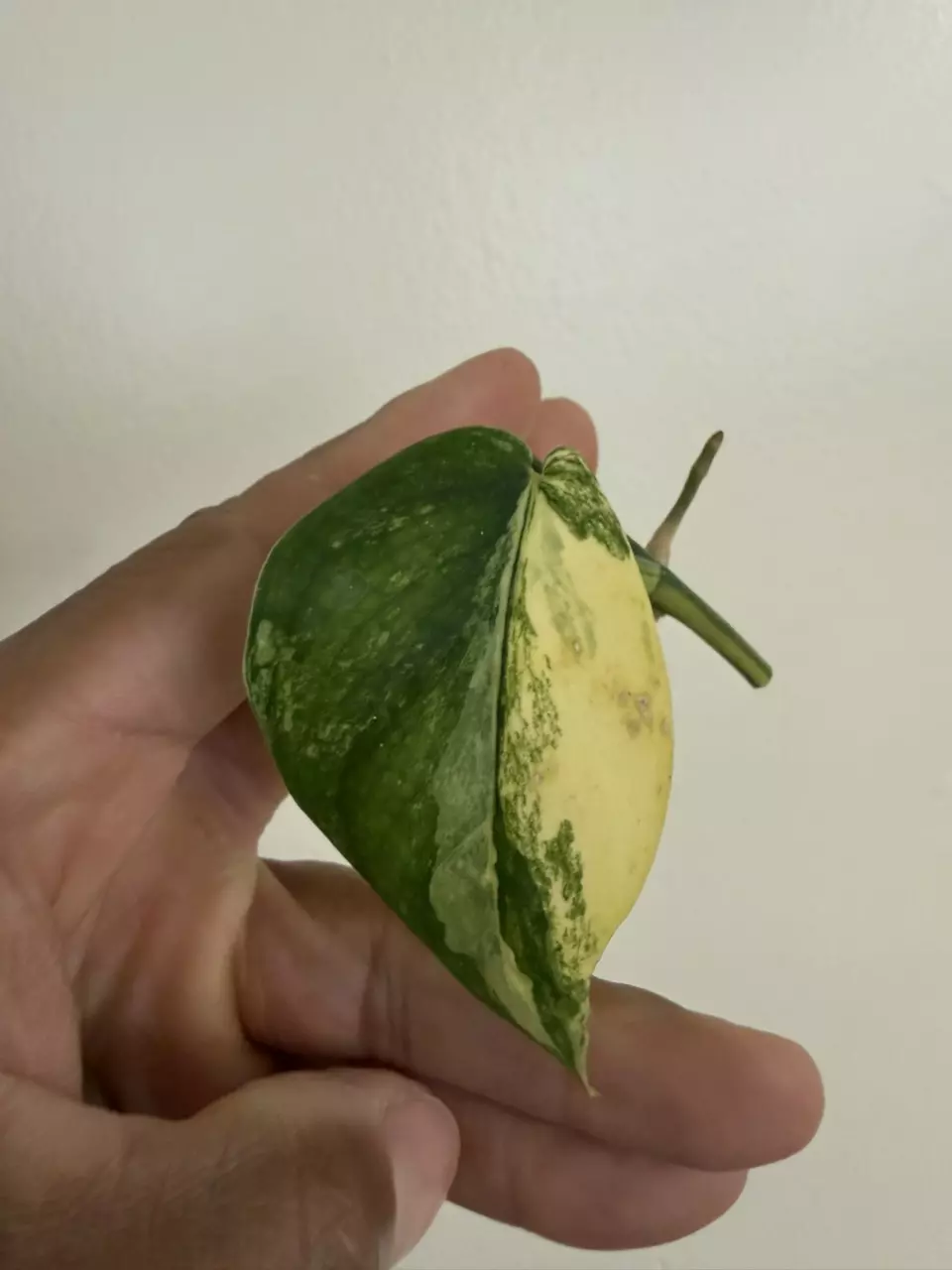 Scindapsus Jade Satin Aurea cutting thumbnail