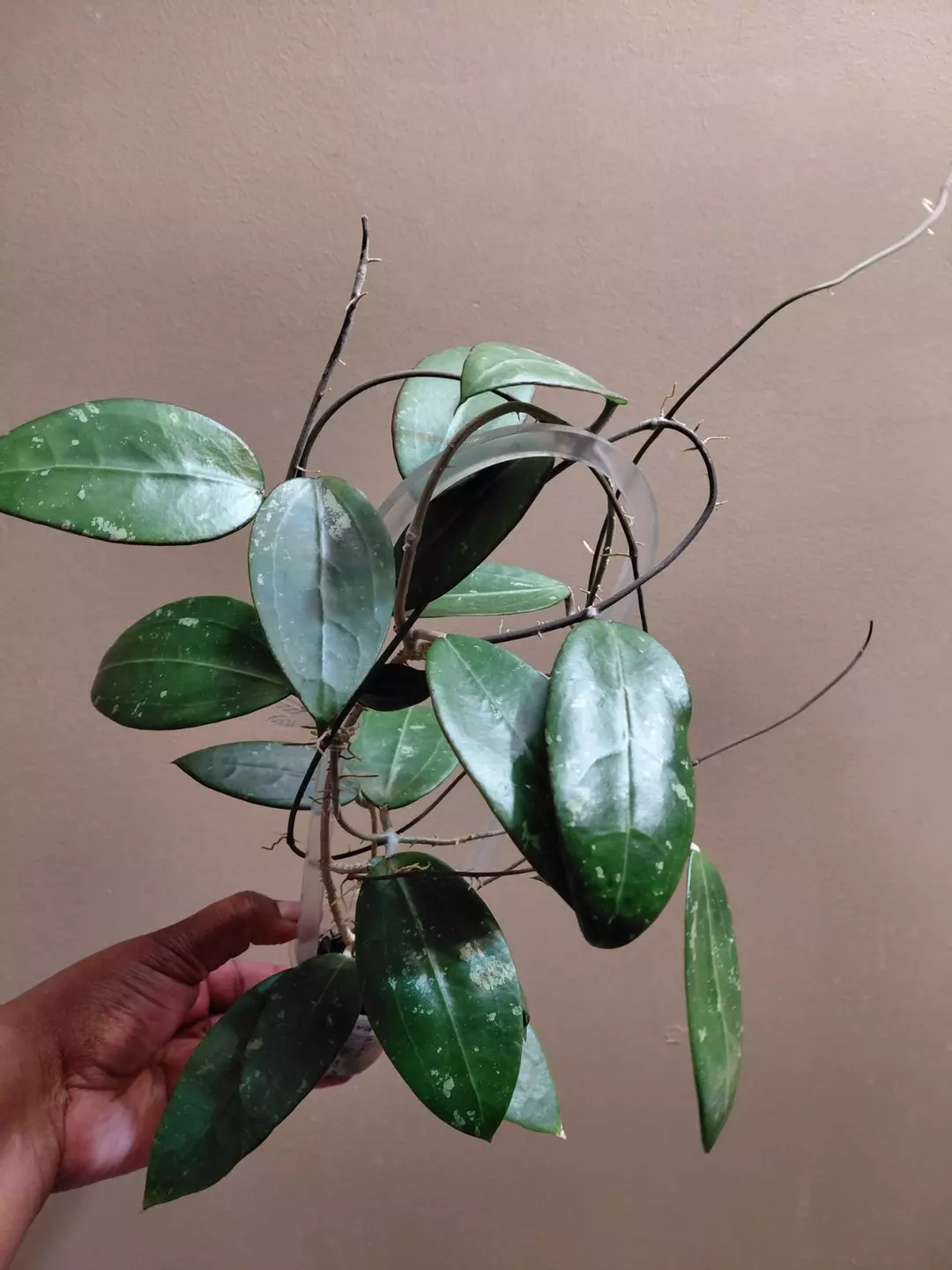 Hoya Verticillata formerly known as Acuta Red Leaves with trellis thumbnail