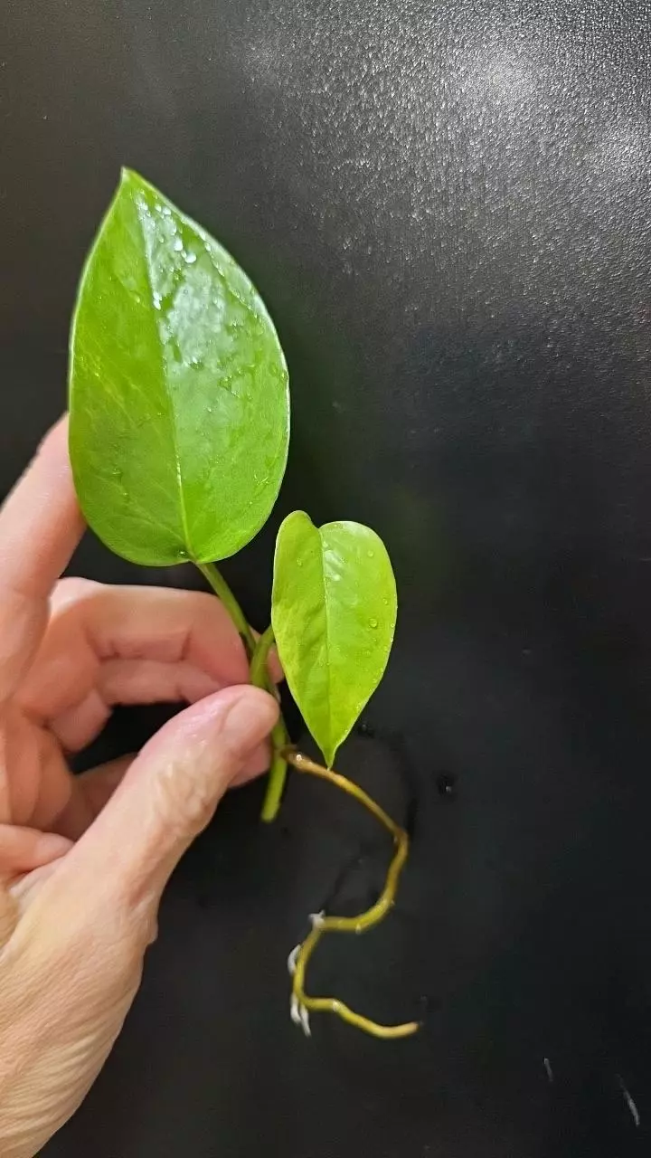Epipremnum Aureum Alta Voltagem *rooted* top cut thumbnail