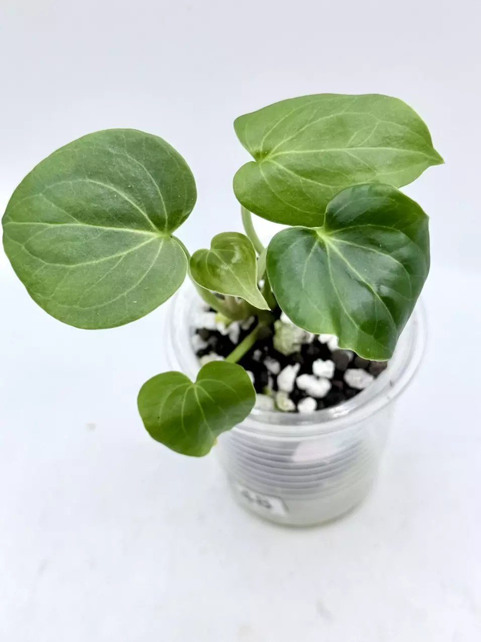 Anthurium Silver Tiger x Clarinervium thumbnail