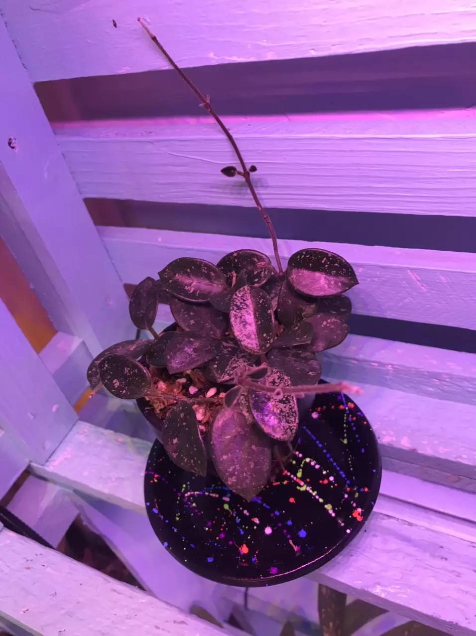 Hoya Mathilde splash in custom splatter painted terra cotta pot w/ water tray thumbnail