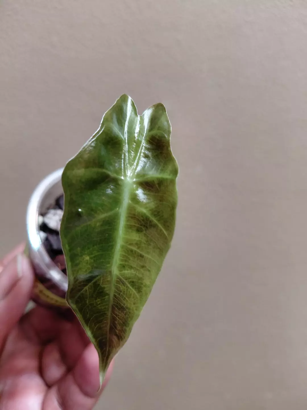 Alocasia Sanderiana Bull Aurea Pup Corm Grown thumbnail