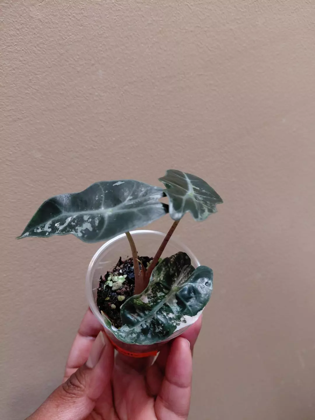 Alocasia Pink Polly Pup Corm Grown thumbnail