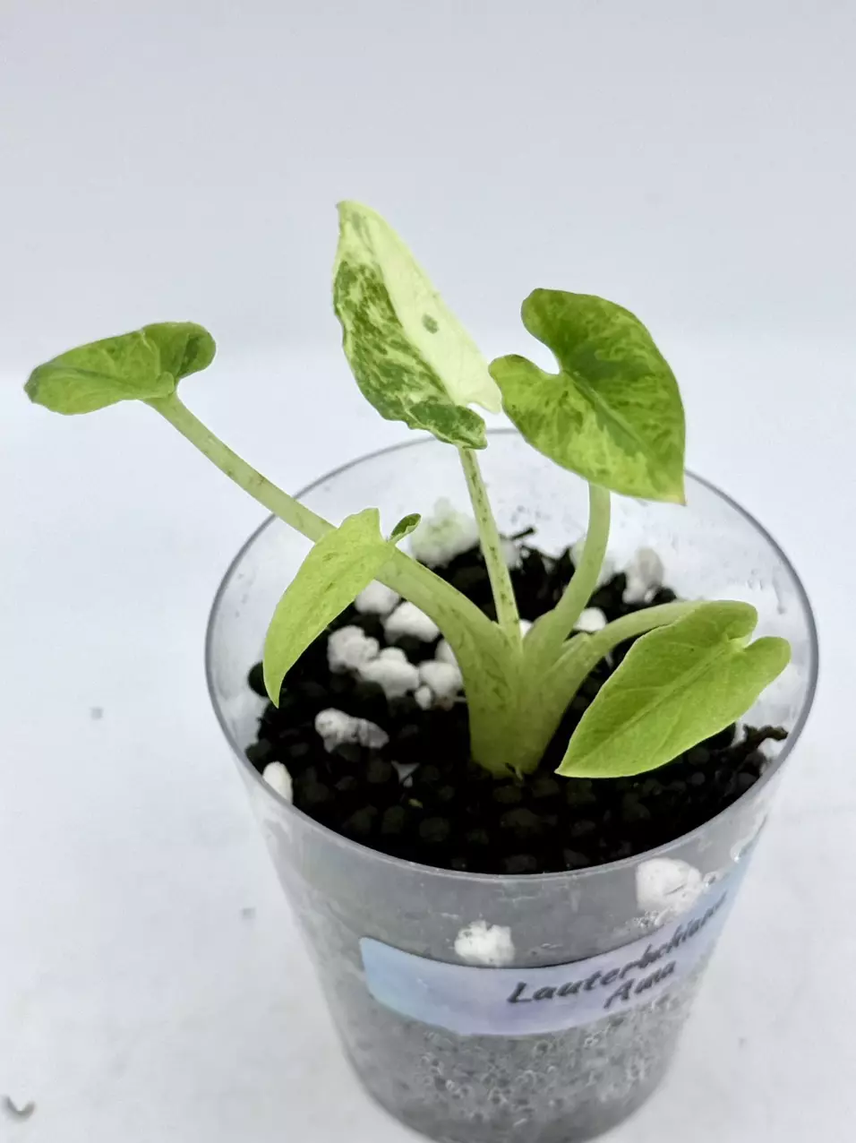 Alocasia Lauterbachiana Aurea thumbnail