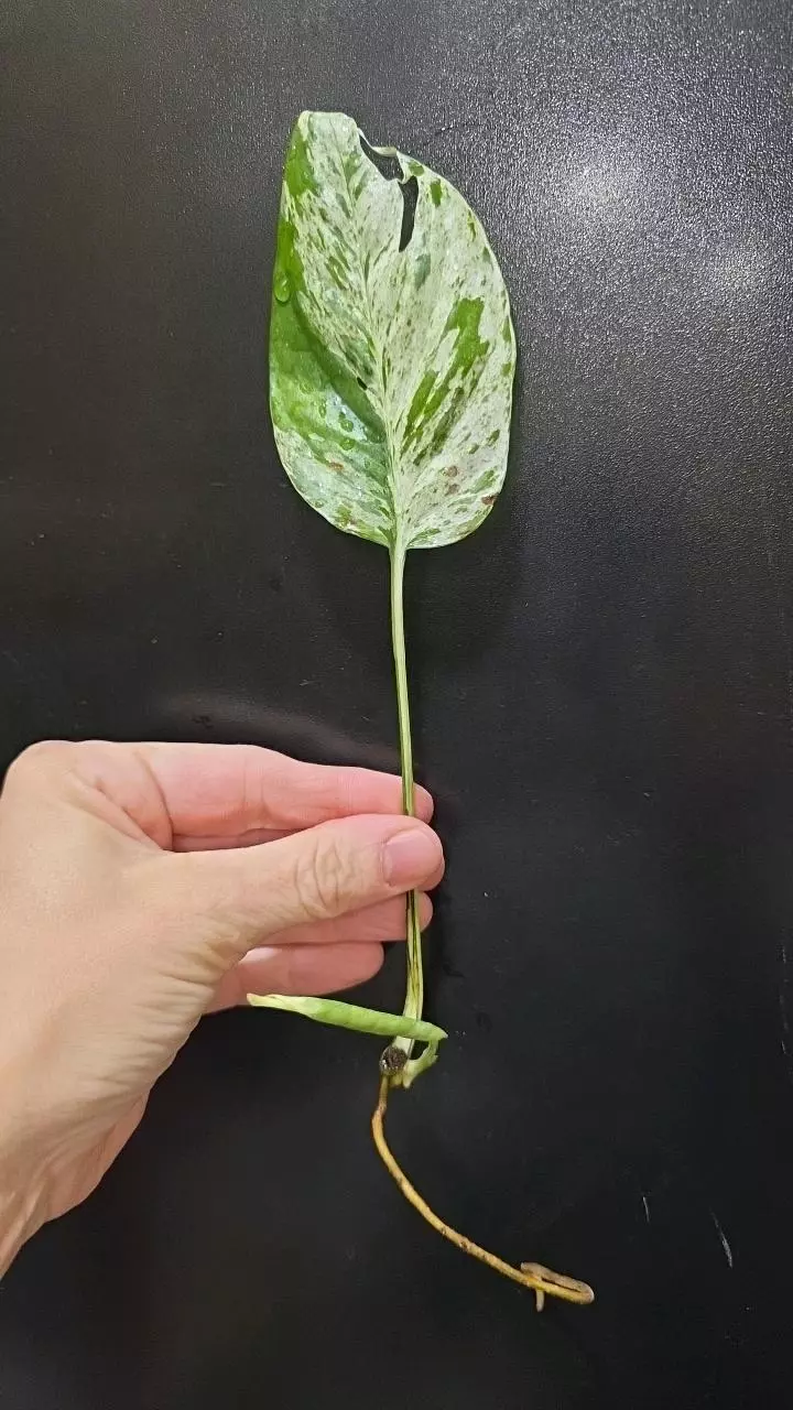 Epipremnum Marble Flame *rooted* cutting thumbnail