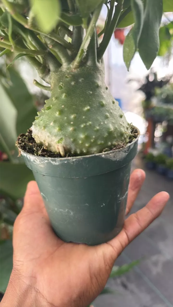 Ant plant on a 4 inch pot thumbnail