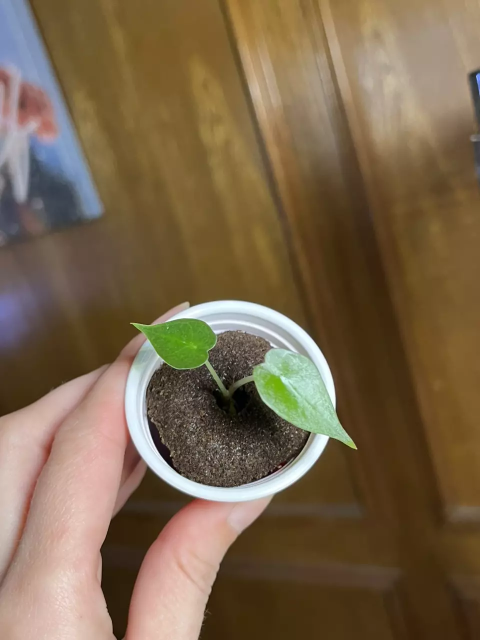 Alocasia Sanderiana thumbnail