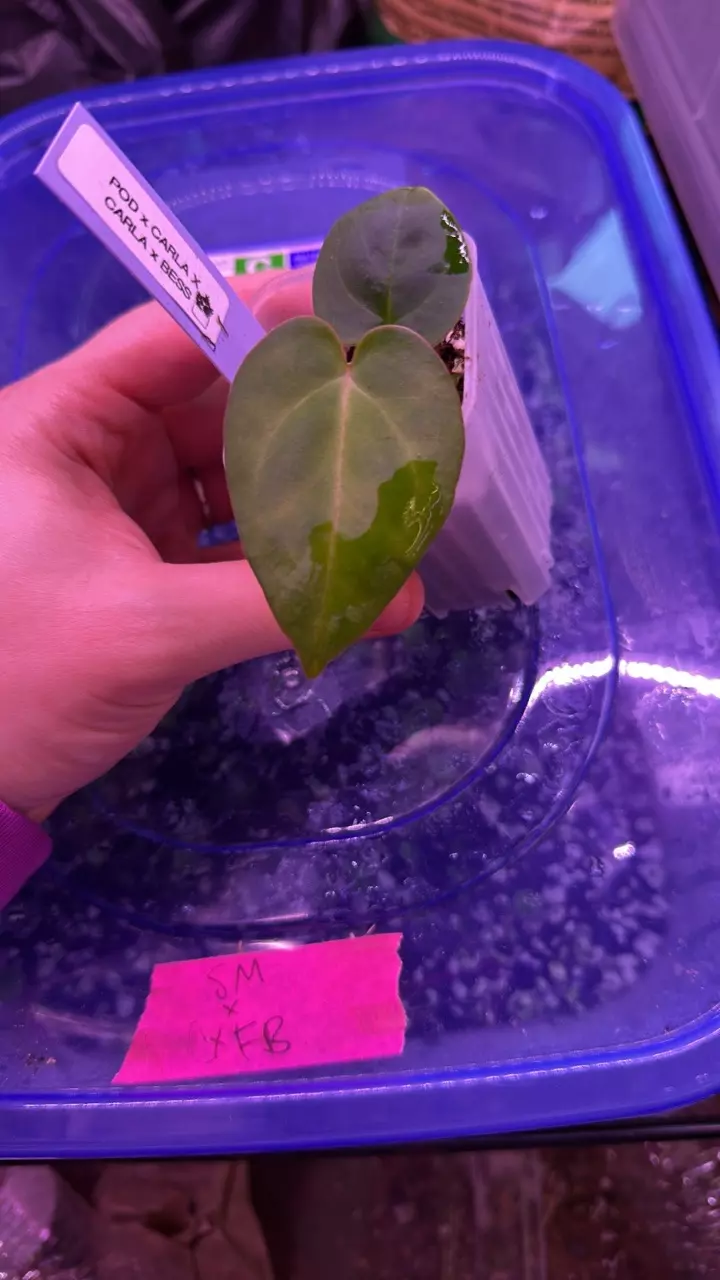 Anthurium Prince of darkness x Carla X Carla x Bess thumbnail