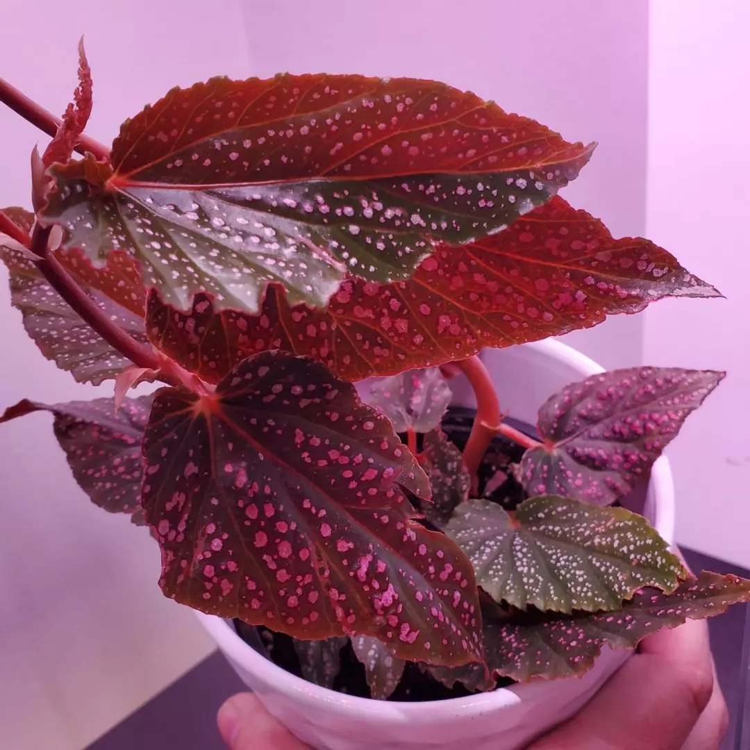 Begonia Maculata Pink Spot Houseplant 3.5" Pot thumbnail