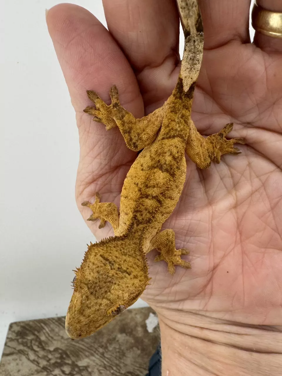 ARJi03 NPV 8.6g Orange/Red Tiger thumbnail