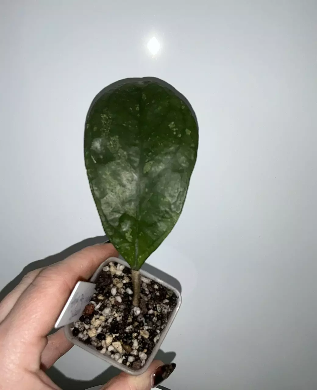 hoya patcharawalai 077 splash thumbnail