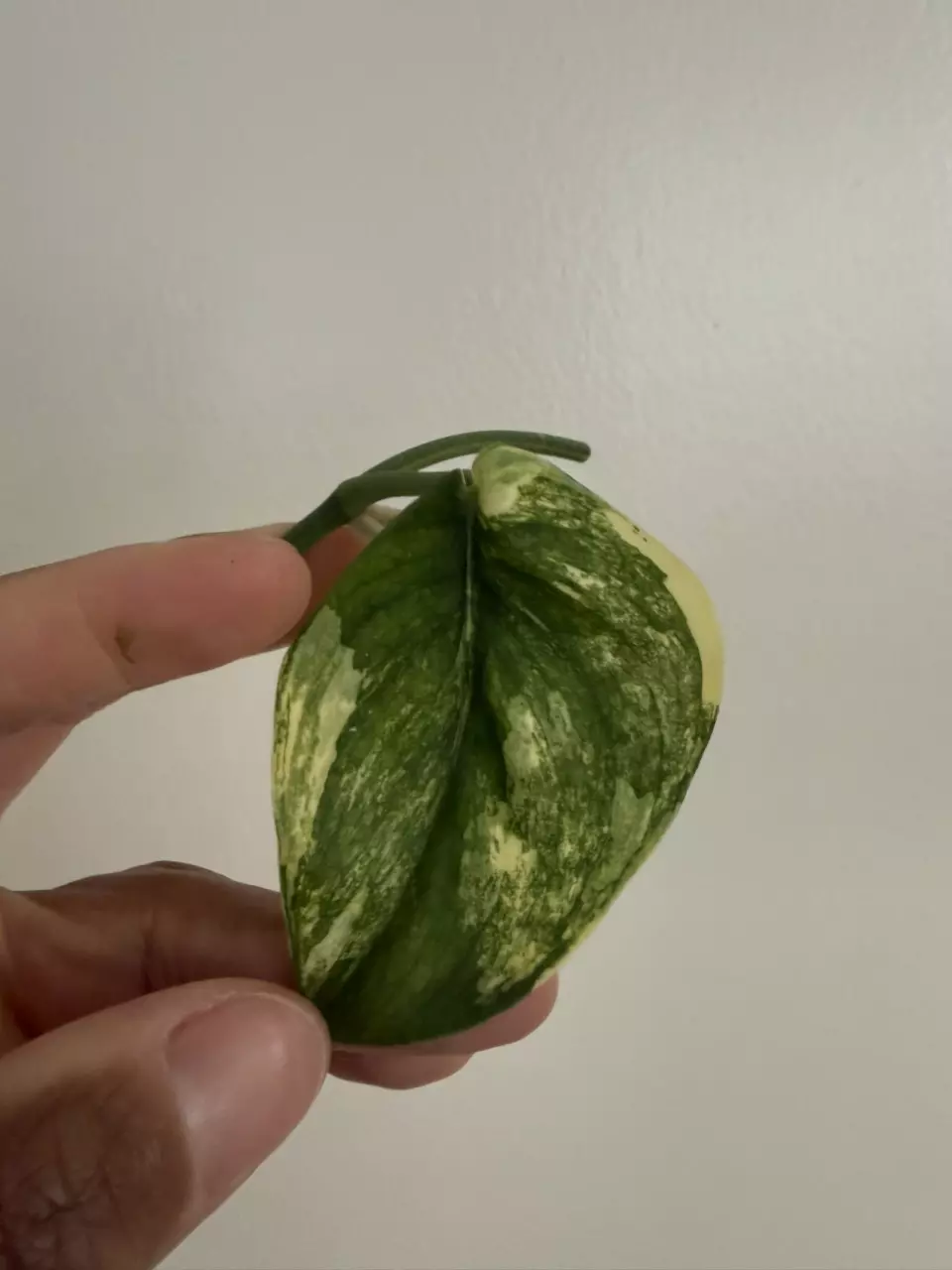 Scindapsus Jade Satin Aurea cutting thumbnail