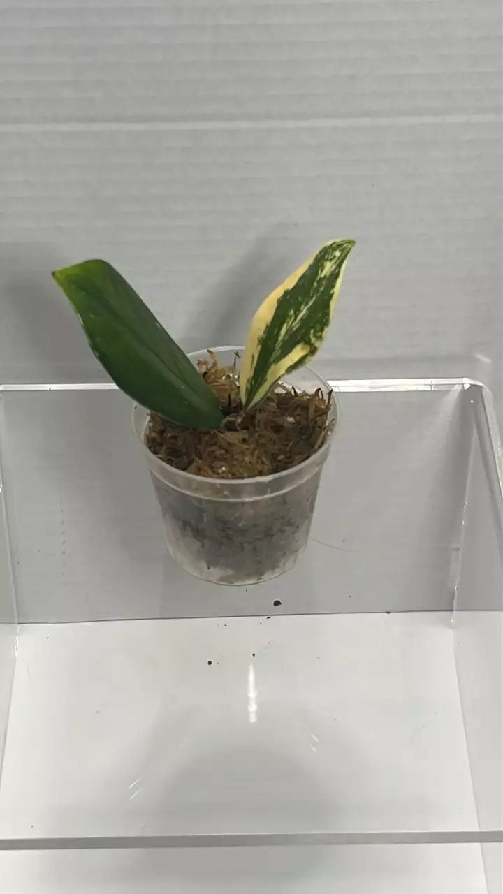 Variegated ZZ Top cut thumbnail