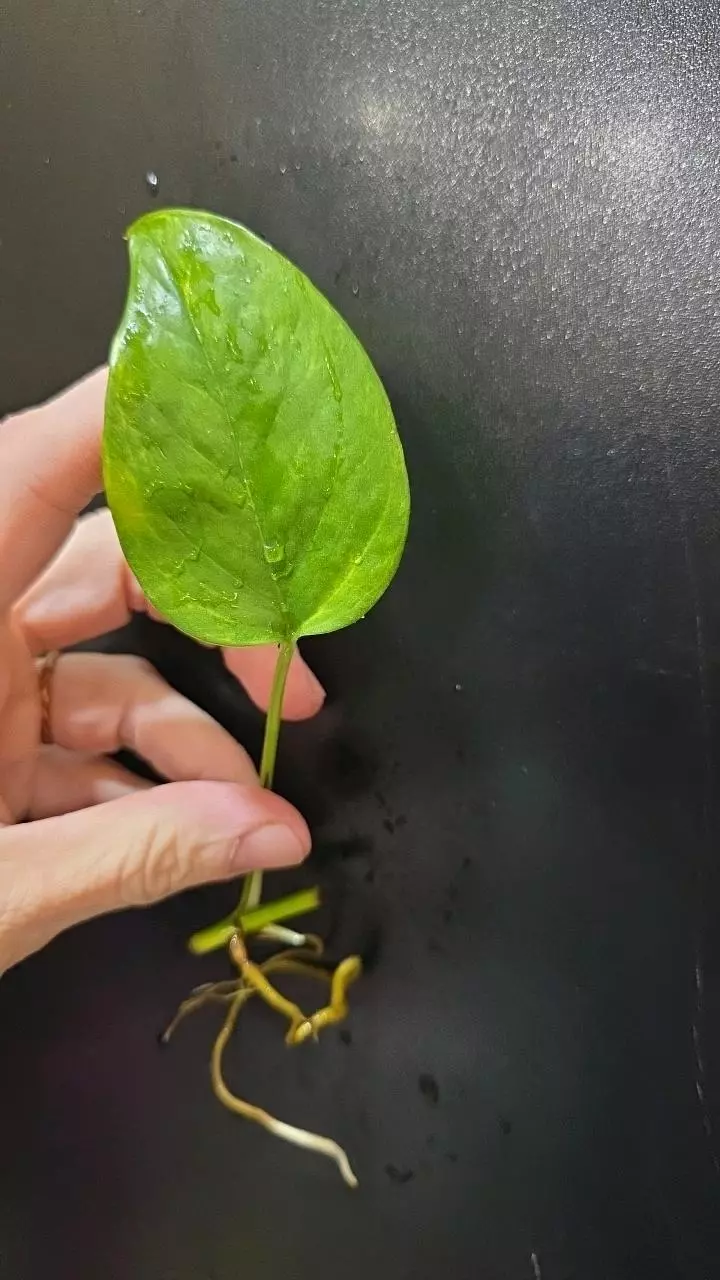 Epipremnum Aureum Alta Voltagem *rooted* cutting thumbnail