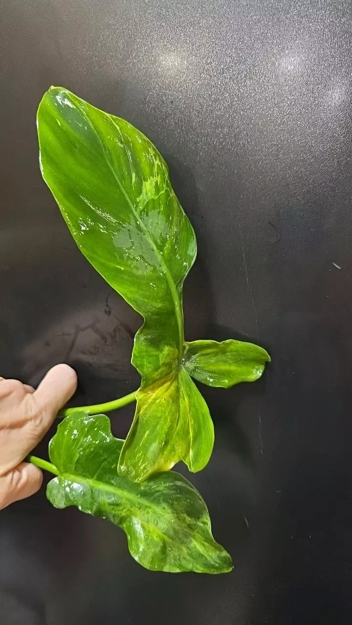 Philodendron Lime Fiddle *rooting* top cut thumbnail