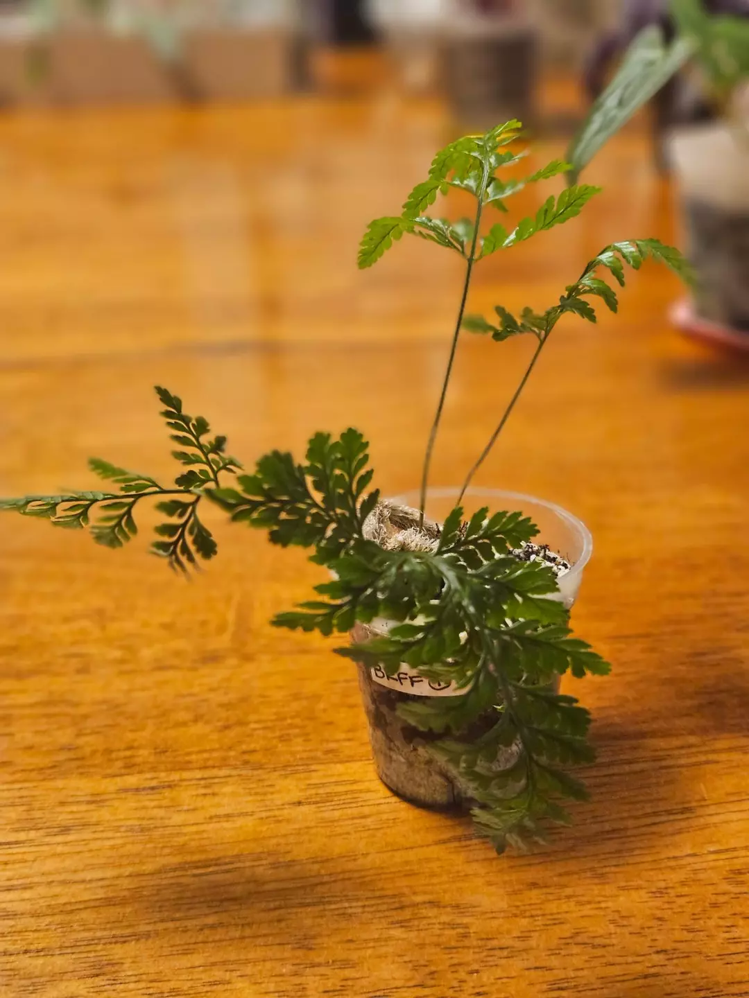Black Rabbit's Foot Fern (Davallia trichomanoides) thumbnail