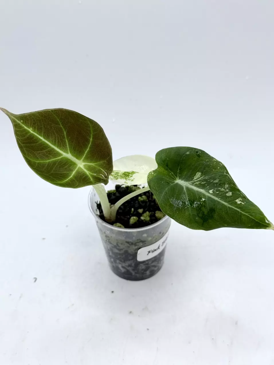 Alocasia Pink Black Velvet 2 plants in pot thumbnail