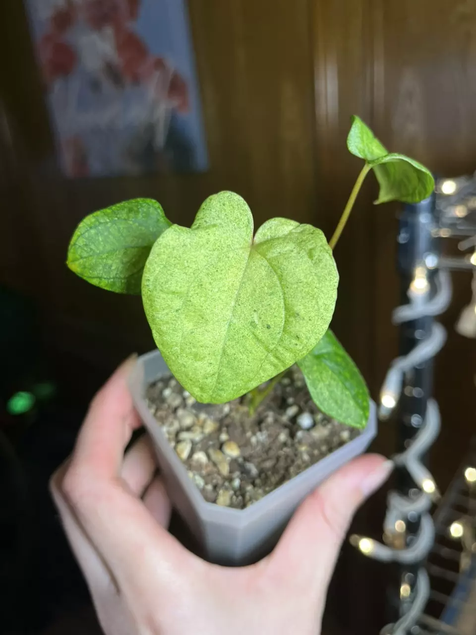 Dark Pheonix Mint thumbnail