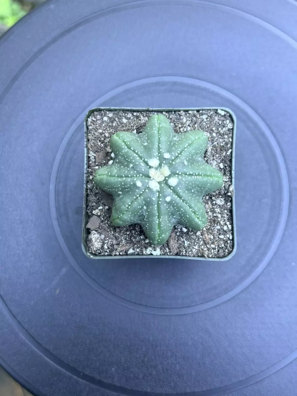 Perfect form Astrophytum Asterias star shape thumbnail
