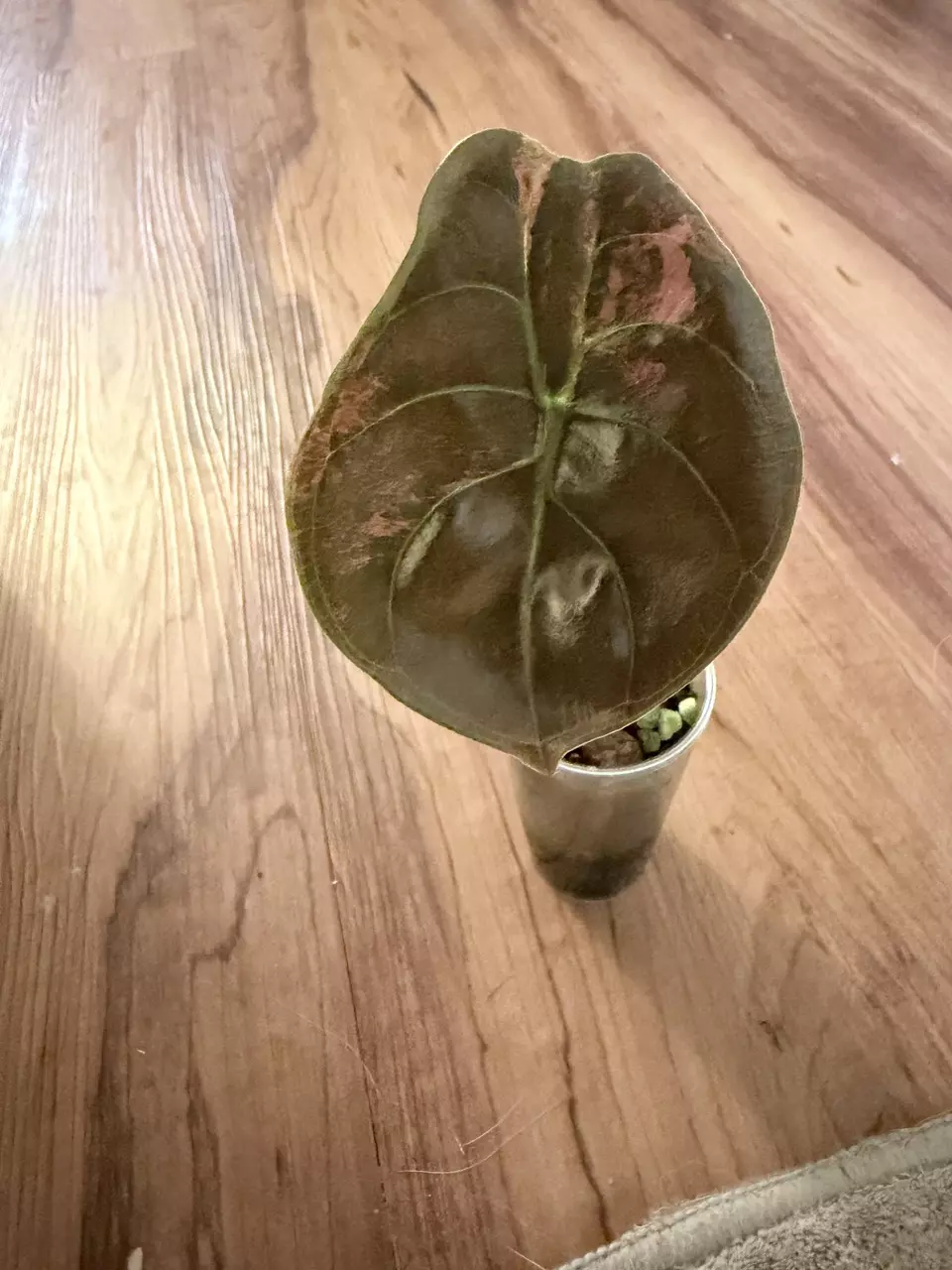 Alocasia Cuprea Latte thumbnail