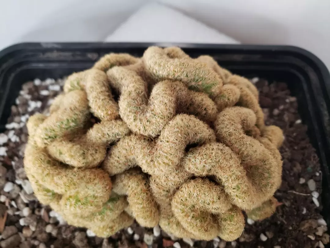 Mammillaria Elongate thumbnail