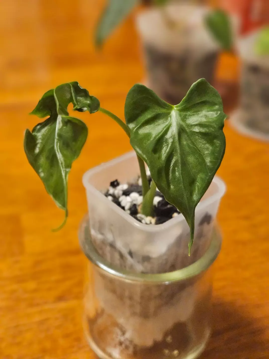 Alocasia 'Teletubbies' thumbnail