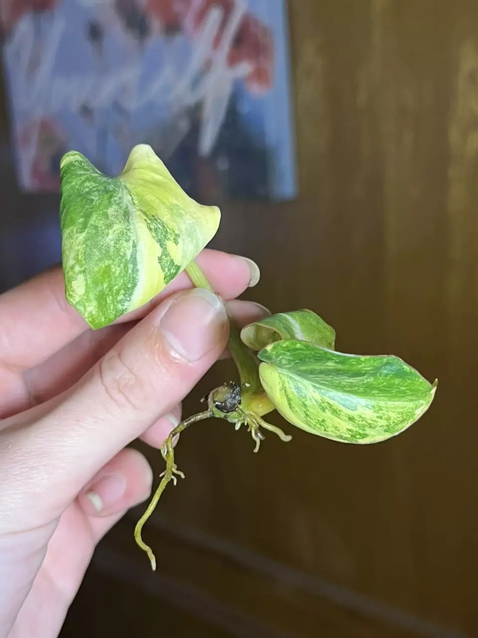 Philodendron Gloriosum type 2 variegated thumbnail