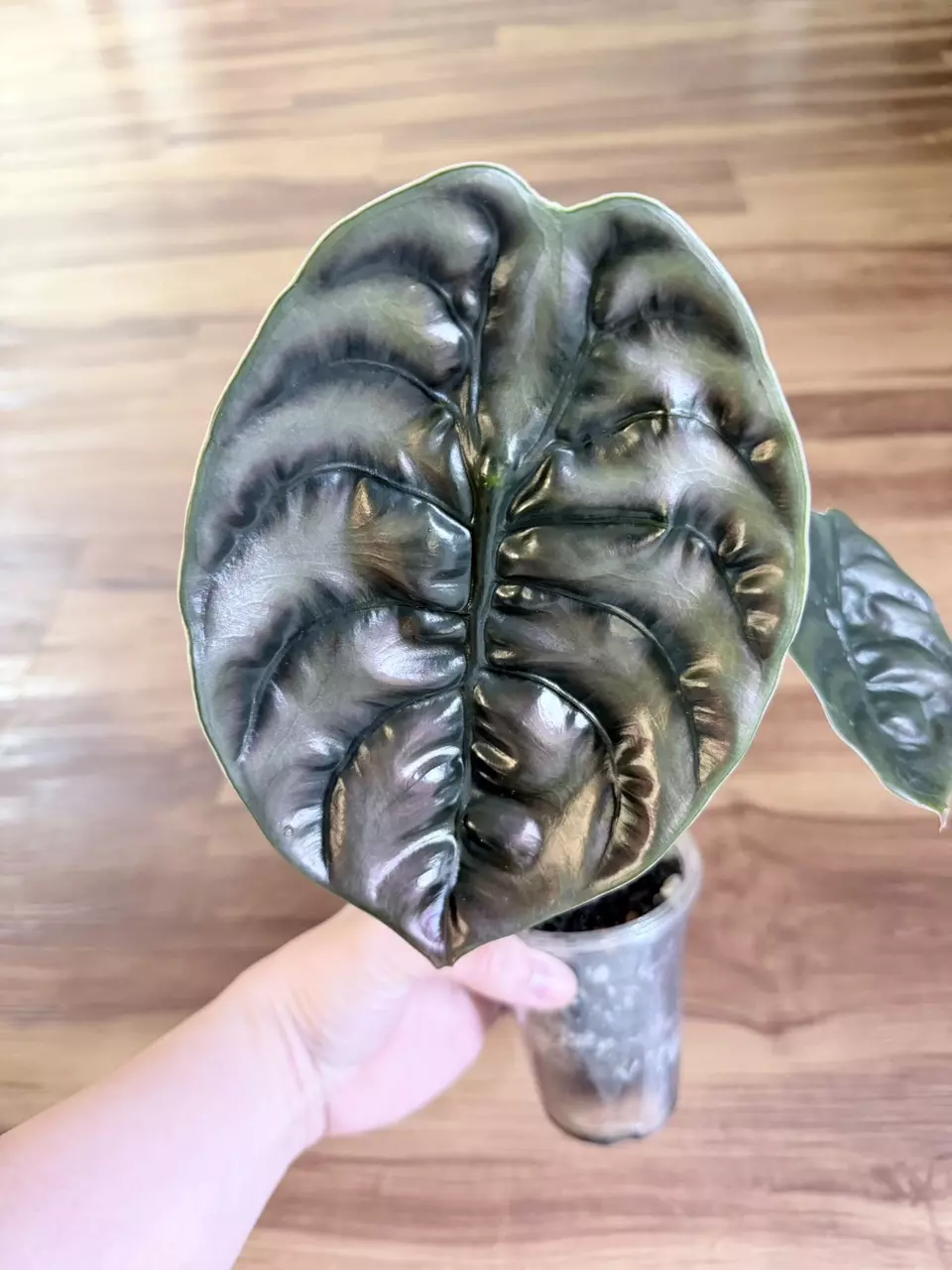 Alocasia Cuprea thumbnail