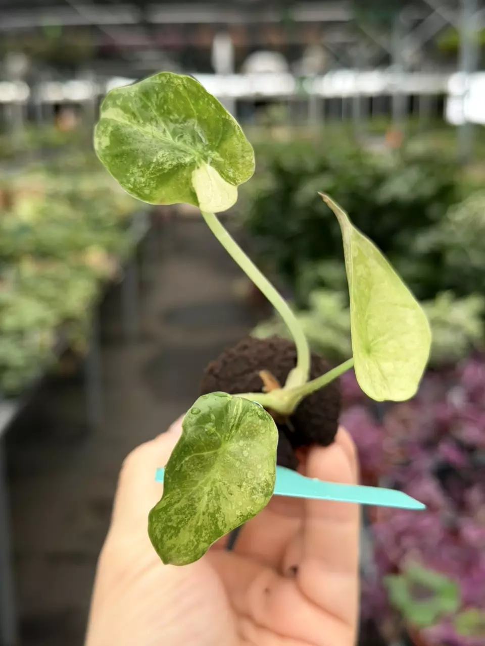 Alocasia Wenlii Pink Variegated Specific Starter 8073DAP | F thumbnail