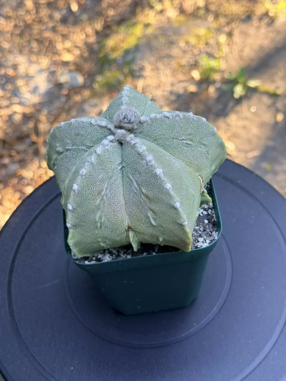 Astrophytum Myriostigma Fukuryu Kohyo thumbnail