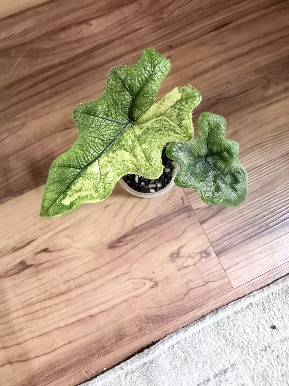 Alocasia Jacklyn Variegated thumbnail