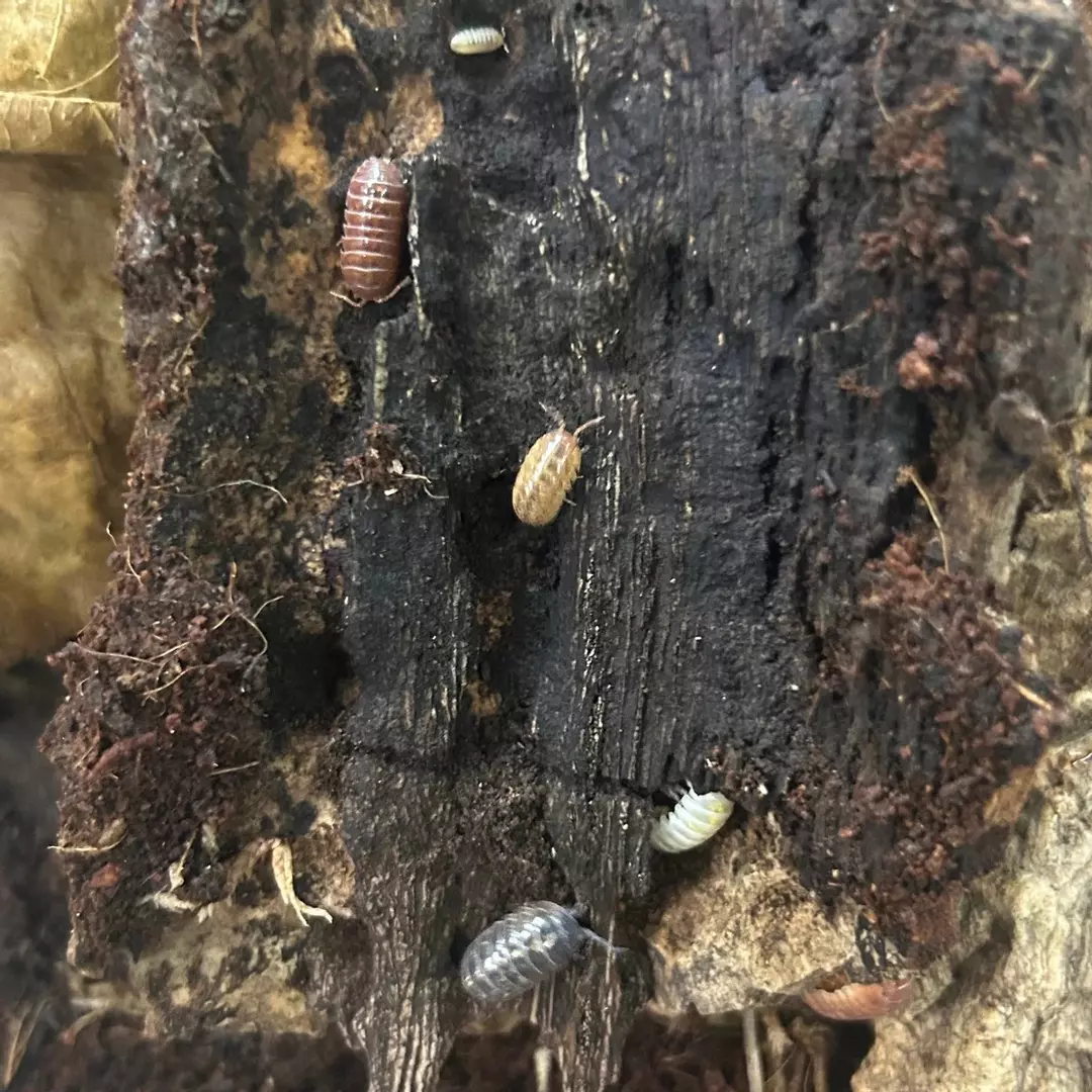 Gem Mix (Armadillidium vulgare) 10 ct. thumbnail
