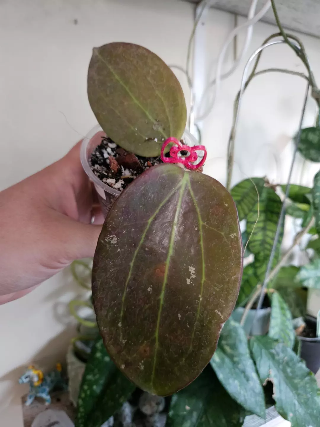 Hoya black magic # 246 thumbnail