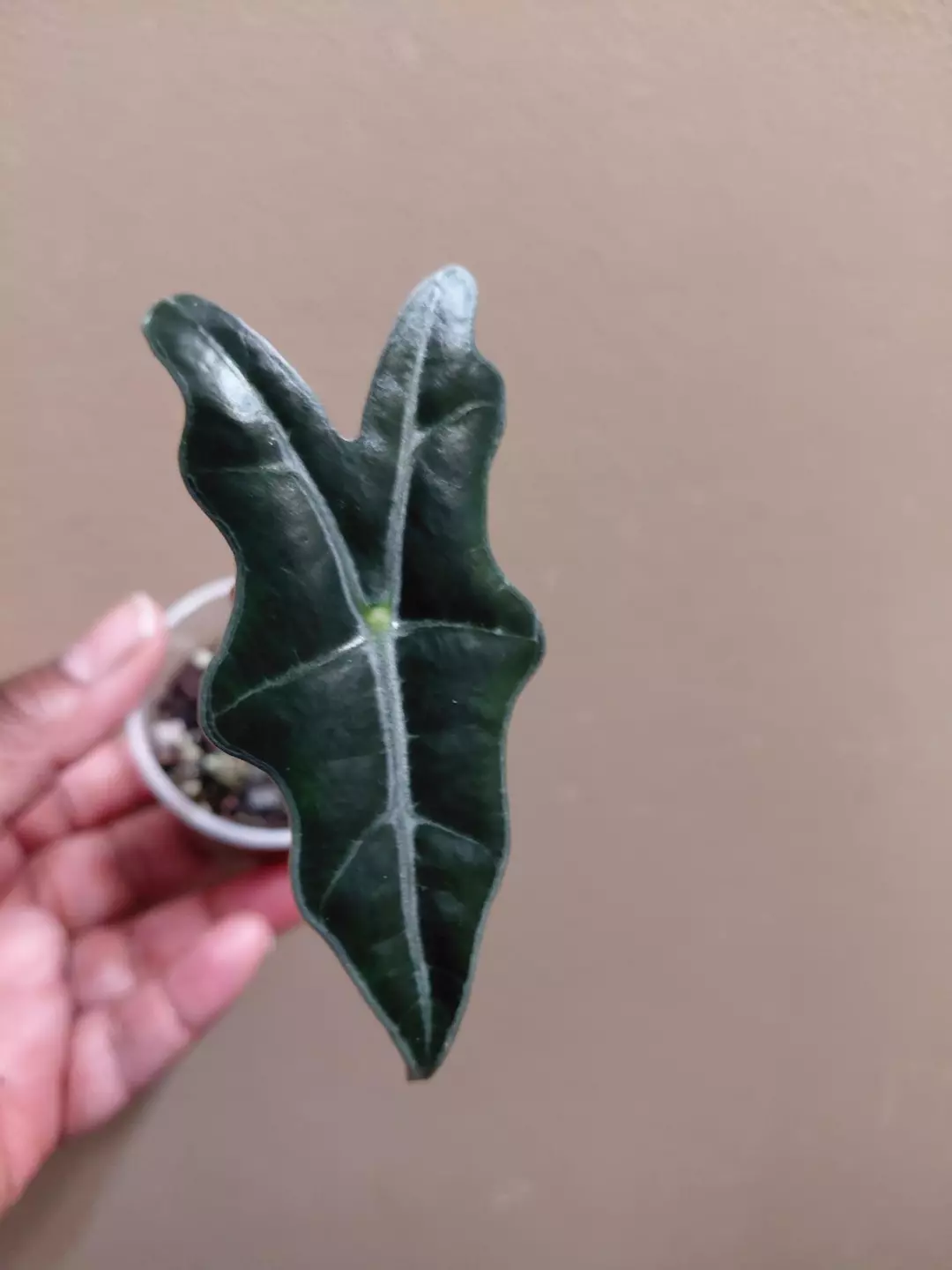Nobilis Silver thumbnail