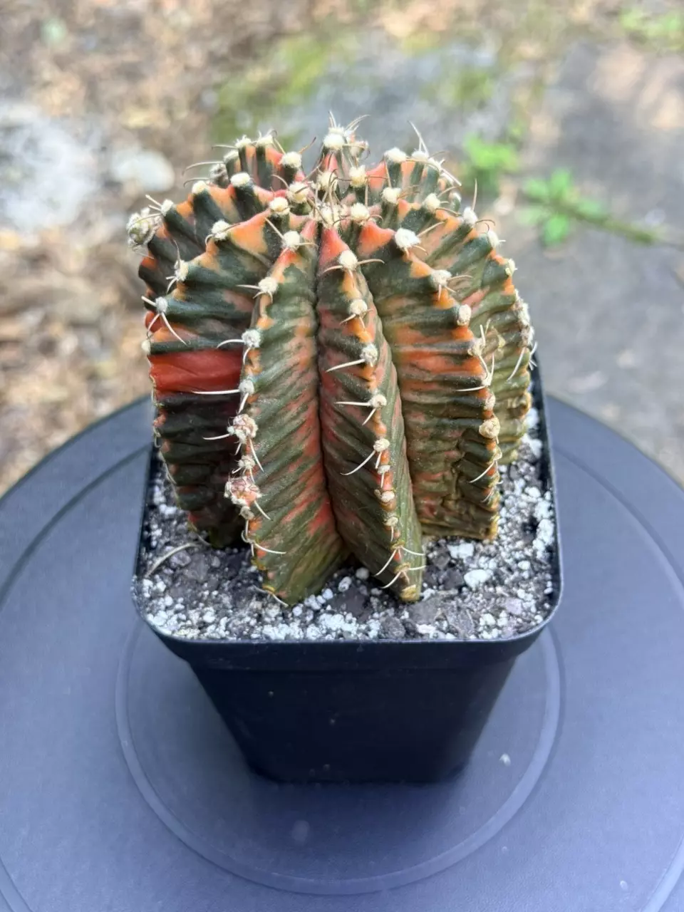 Tall form Gymnocalycium LB w/ perfect pattern thumbnail