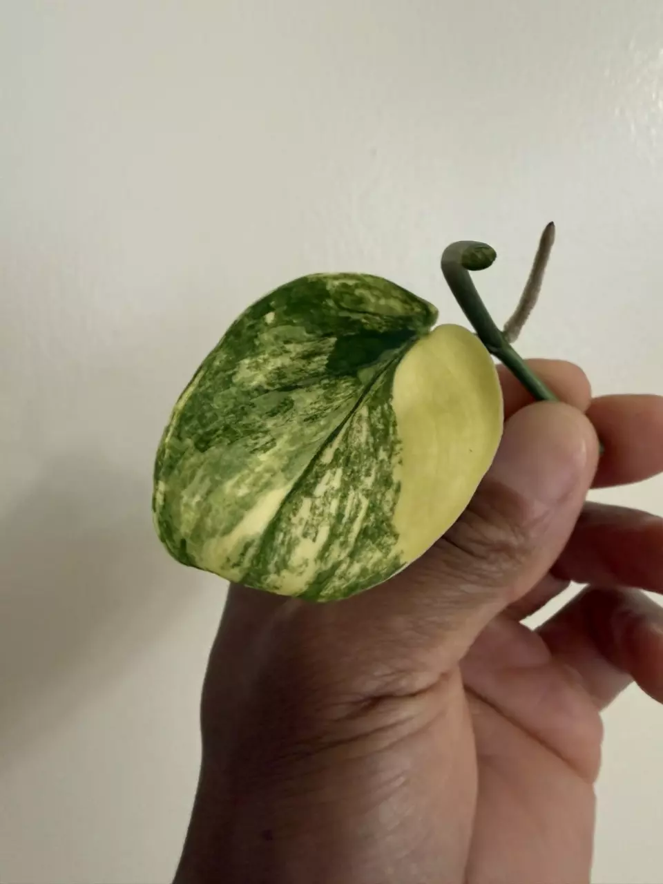 Scindapsus Jade Satin Aurea cutting thumbnail