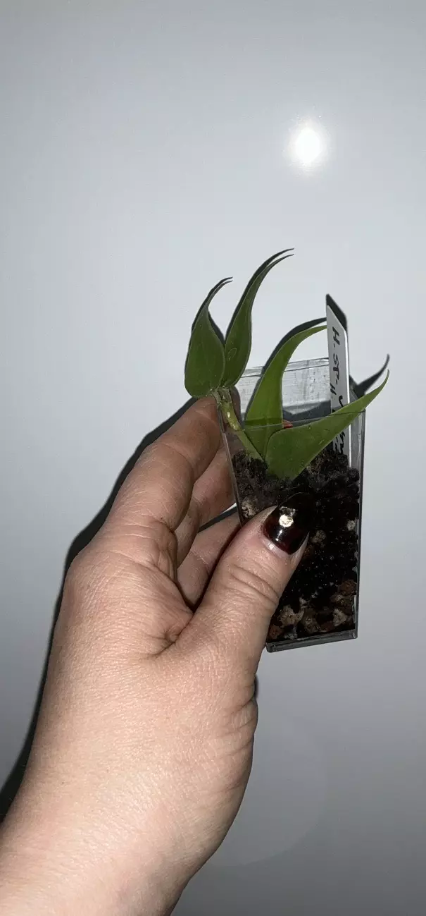 hoya burmanica thumbnail